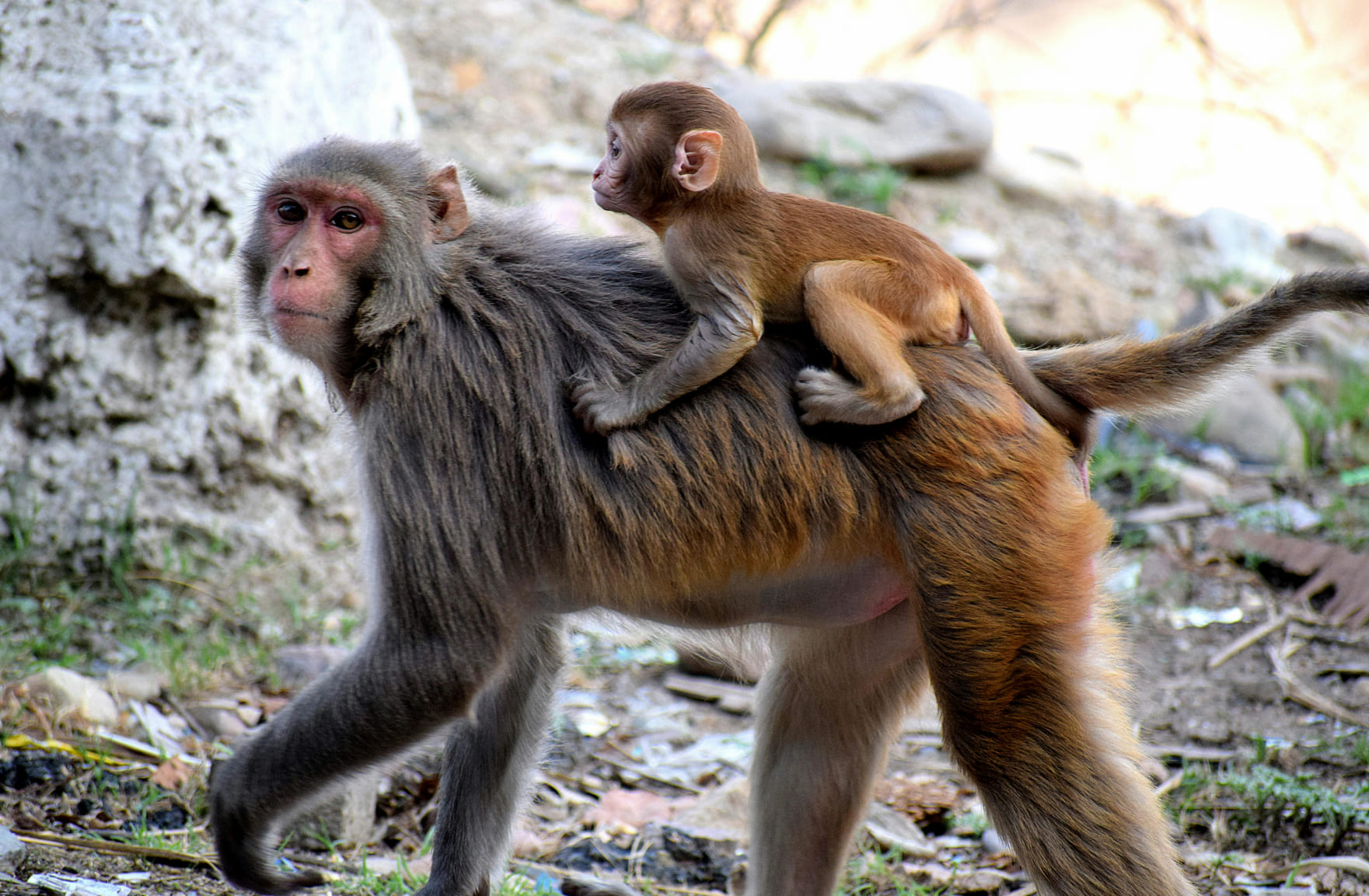 Woman feed Squirrel Monkey in zoo park