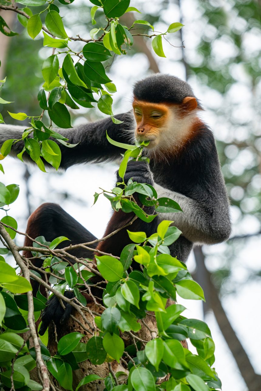 behavior of red shanked Douc Langur (Pygathrix nemaeus)