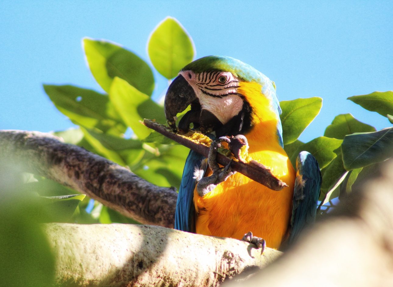 Macaw enjoying his food