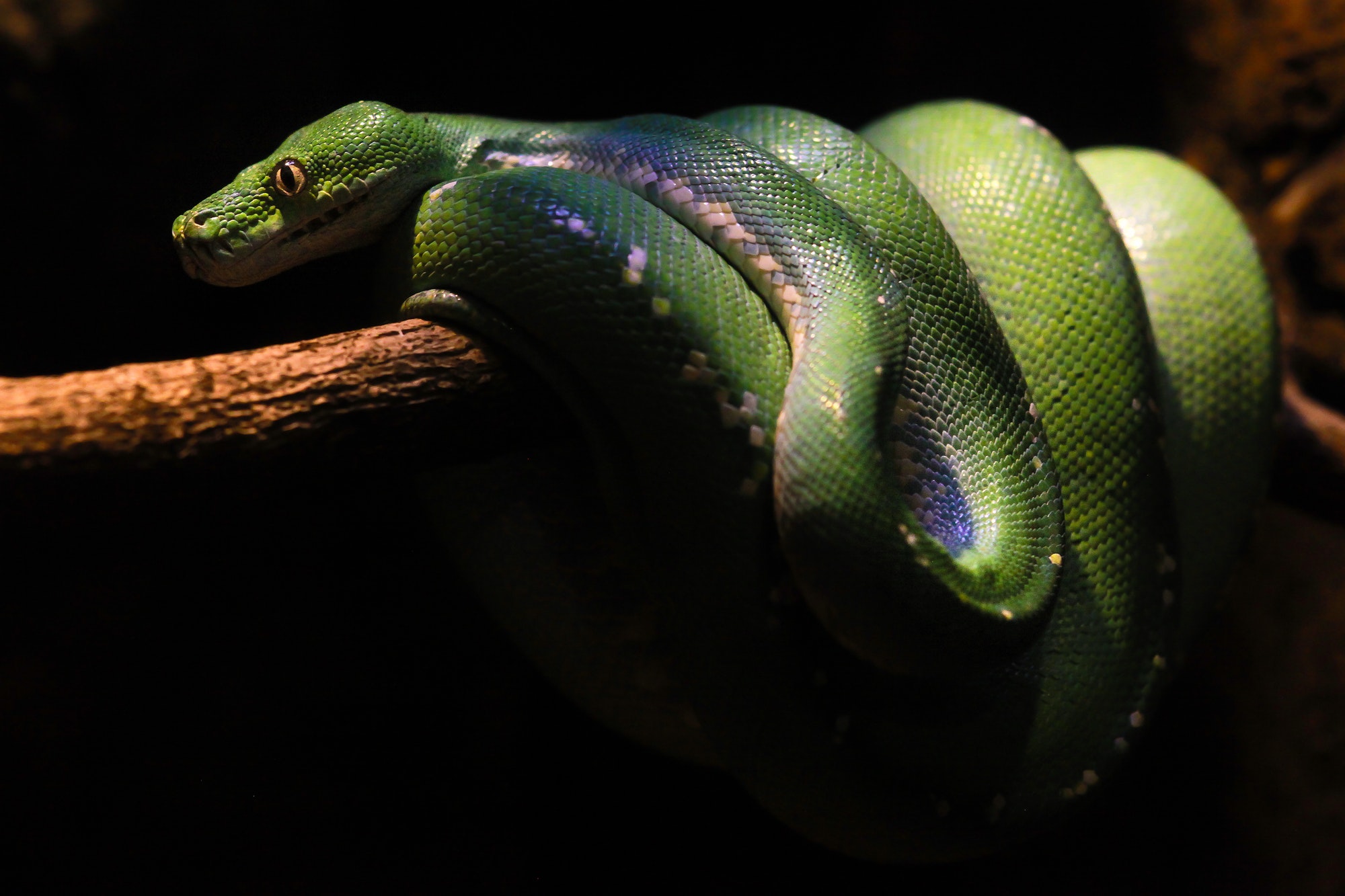 Green tree python